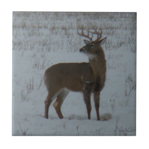 D11 White_tailed Buck in Snow Tile