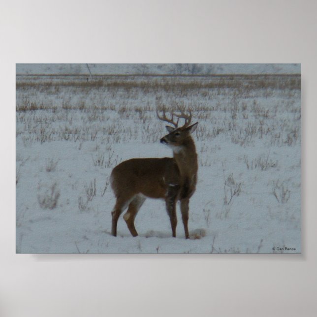 D11 White-tailed Deer Buck in Snow Poster (Front)