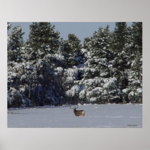 D17 Mule Deer Buck in Snowy SpruceTrees Poster