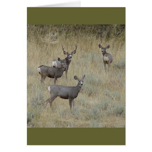 D18 Mule Deer Cards (Front)