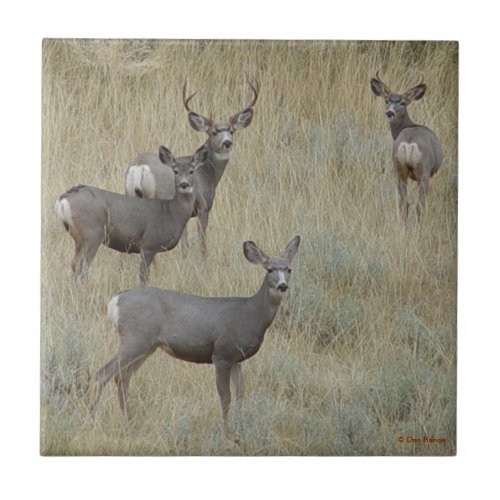 D18 Mule Deer Family Tile