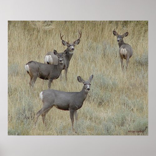 D18 Mule Deer Poster