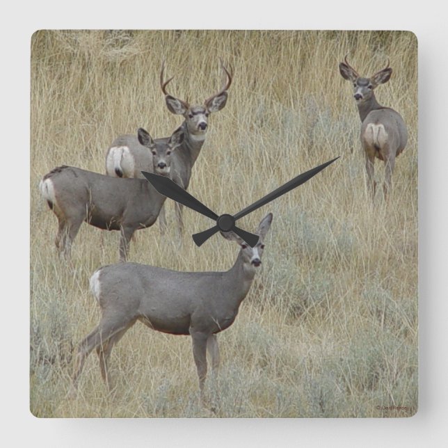D18 Mule Deer Square Wall Clock (Front)
