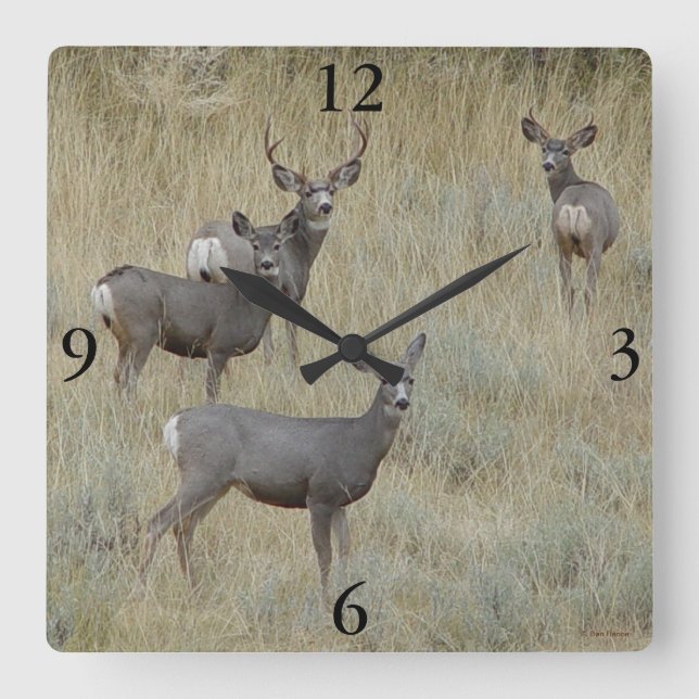 D18 Mule Deer Square Wall Clock (Front)