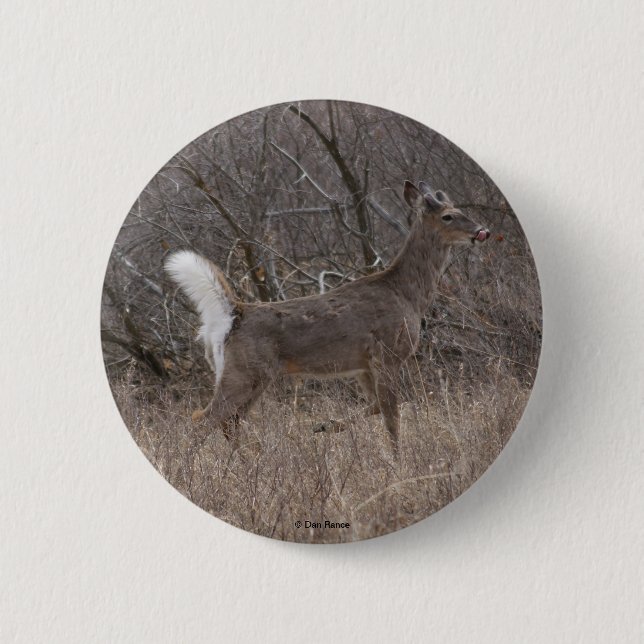 D1 White-tailed  Deer Pinback Button (Front)