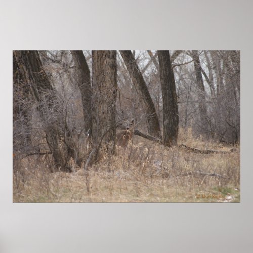 D1 White_tailed Deer Spring Buck in Cotonwoods Poster