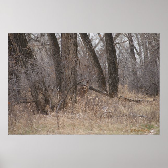 D1 White-tailed Deer Spring Buck in Cotonwoods Poster (Front)