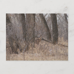 D1 White-tailed Deer Spring Buck in Cottonwoods Postcard