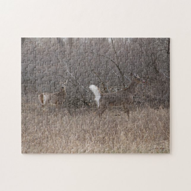 D1 White-tailed Deer Spring Bucks Jigsaw Puzzle (Horizontal)