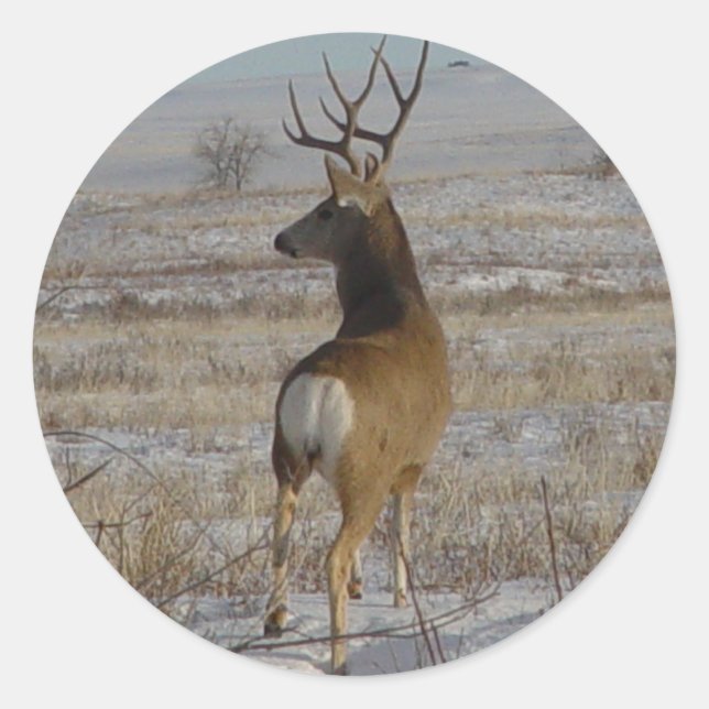 D20 Mule Deer Buck in Snow Classic Round Sticker (Front)