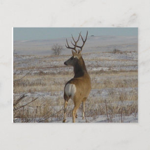 D20 Mule Deer Buck in Snow Postcard