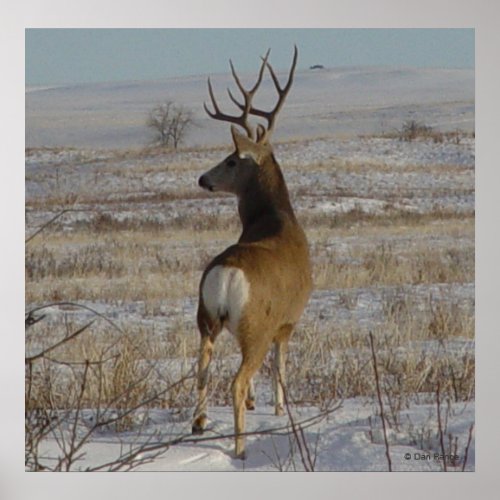 D20 Mule Deer Buck in Snow Poster