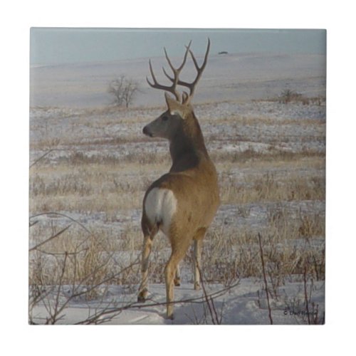 D20 Mule Deer Buck in Snow Tile