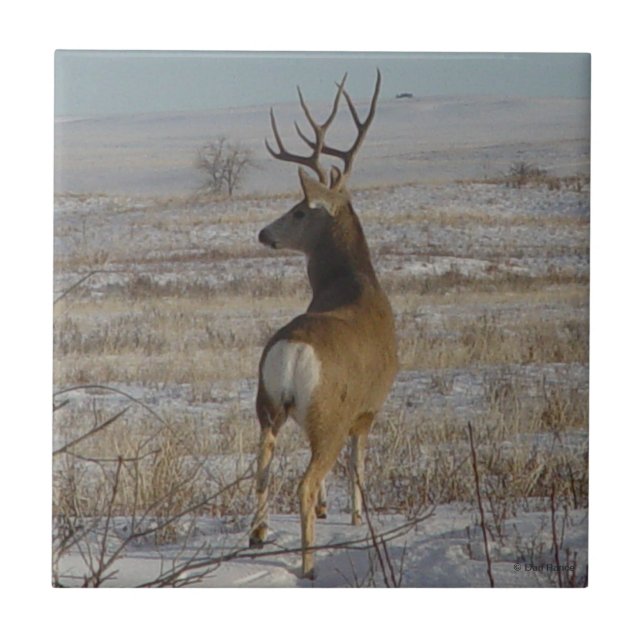 D20 Mule Deer Buck in Snow Tile (Front)