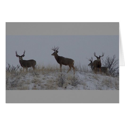 D21 Mule Deer Bucks Cards (Front Horizontal)