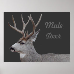 D26 Mule Deer Buck Head and Shoulders Poster