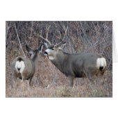 D29 Mule Deer (Front Horizontal)