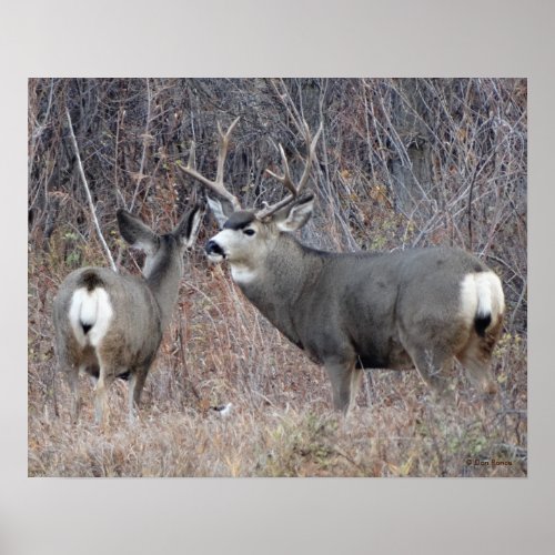 D29 Mule Deer Buck and Doe Poster