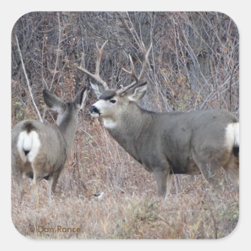 D29 Mule Deer Buck and Doe Square Sticker