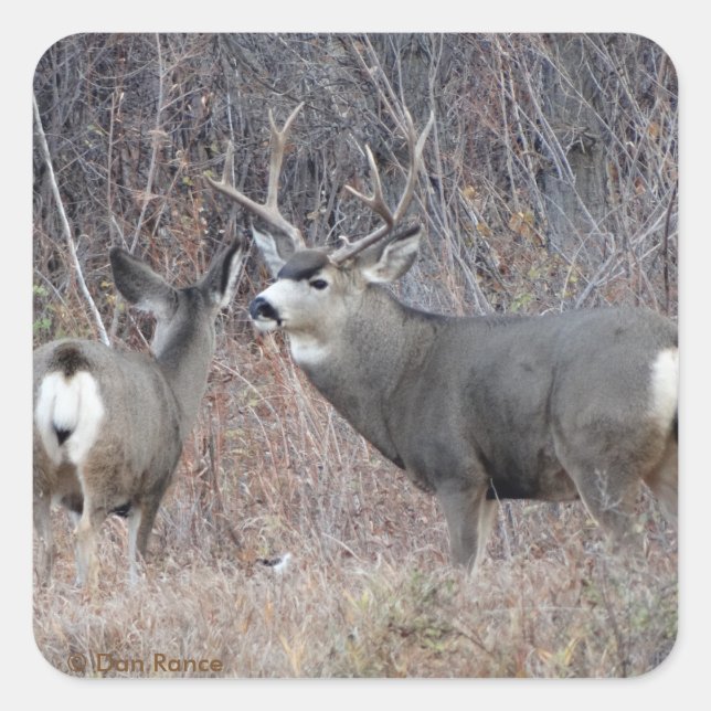 D29 Mule Deer Buck and Doe Square Sticker (Front)