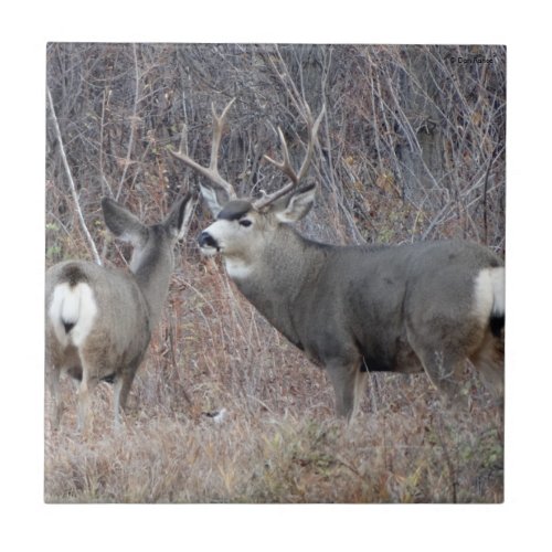 D29 Mule Deer Buck and Doe Tile