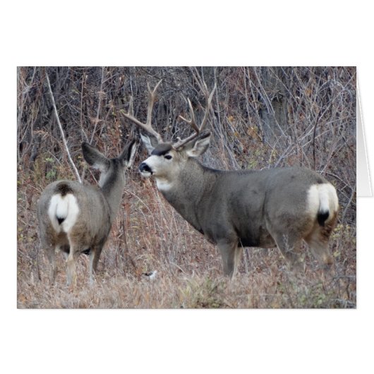 D29 Mule Deer Cards (Front Horizontal)