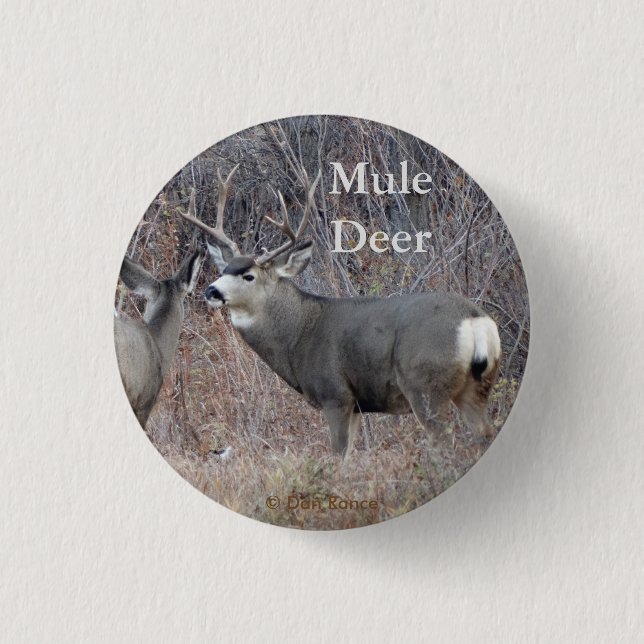 D29 Mule Deer Pinback Button (Front)