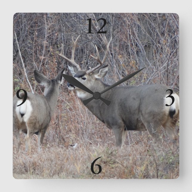 D29 Mule Deer Square Wall Clock (Front)