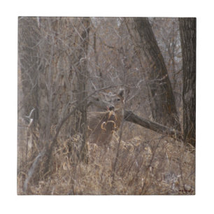 D2 White-tailed Deer in Cottonwood Trees Ceramic Tile