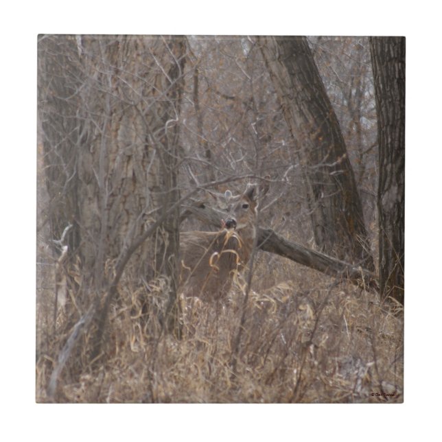D2 White-tailed Deer in Cottonwood Trees Ceramic Tile (Front)