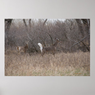 D2 White-tailed Deer Spring Bucks in Cottonwoods Poster