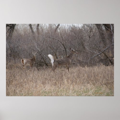 D2 White_tailed Deer Spring Bucks in Cottonwoods Poster
