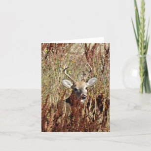 D31 White-tailed Deer in the Weeds Holiday Card