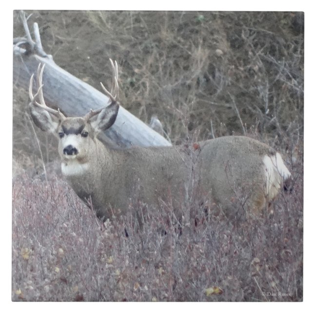 D32 Mule Deer Buck Ceramic Tile (Front)