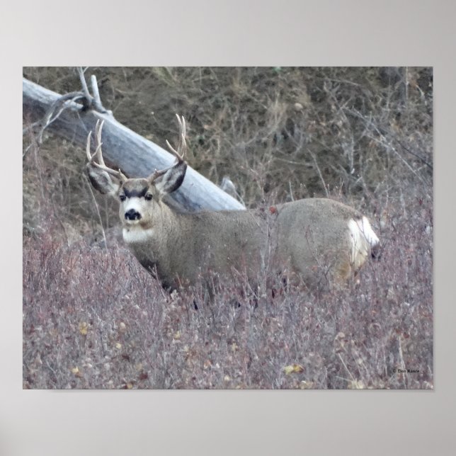 D32 Mule Deer Buck Poster (Front)