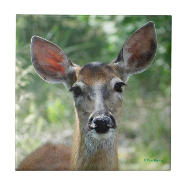 D33 White-tailed Deer Doe Ceramic Tile (Front)