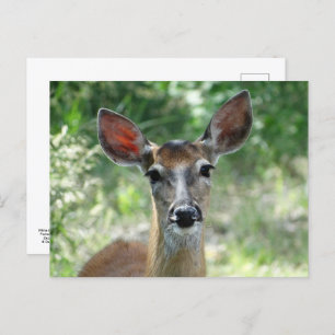 D33 White-tailed Deer Doe Postcard