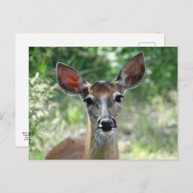 D33 White-tailed Deer Doe Postcard (Front/Back)