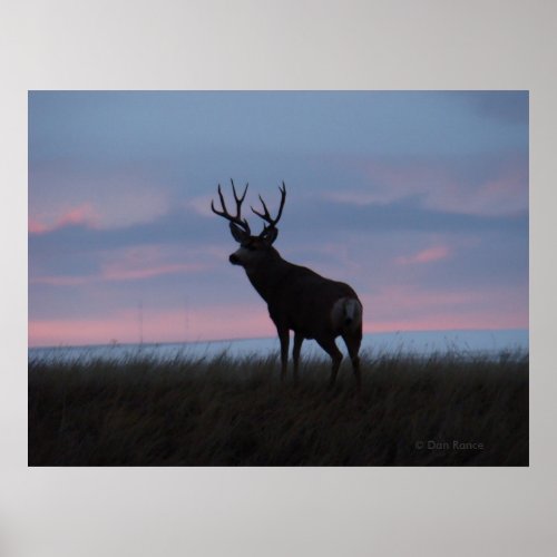 D3 Mule Deer Sun Rise Buck Poster