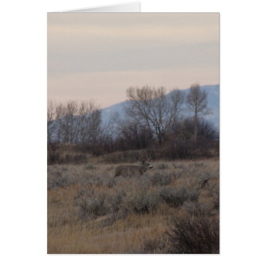 D4 Mule Deer Buck and Sweet Grass Hills Cards (Front)