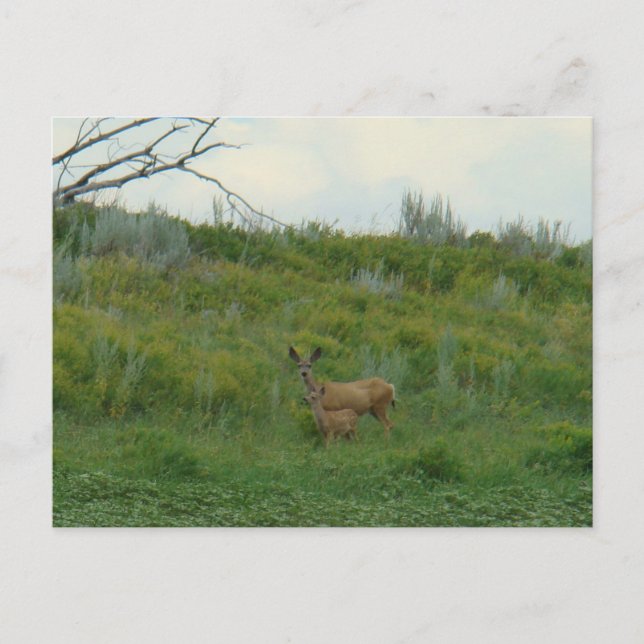 D5 Mule Deer Doe and Fawn Postcard (Front)