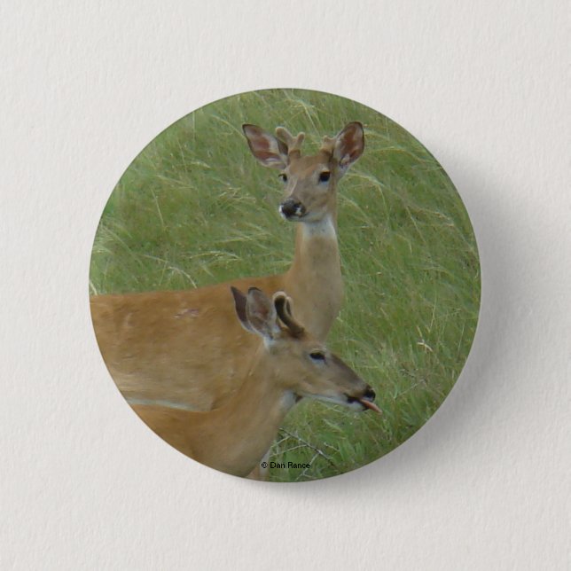 D6 White-tailed Deer Spring Bucks Pinback Button (Front)