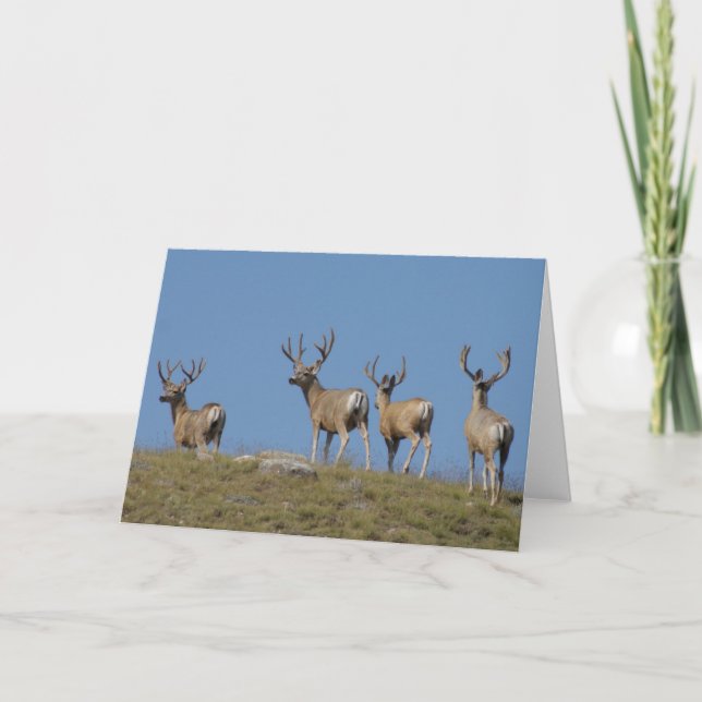 D9 Mule Deer Bucks in Velvet Card (Front)