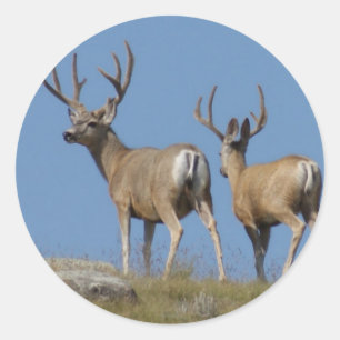 D9 Mule Deer Bucks in Velvet Classic Round Sticker