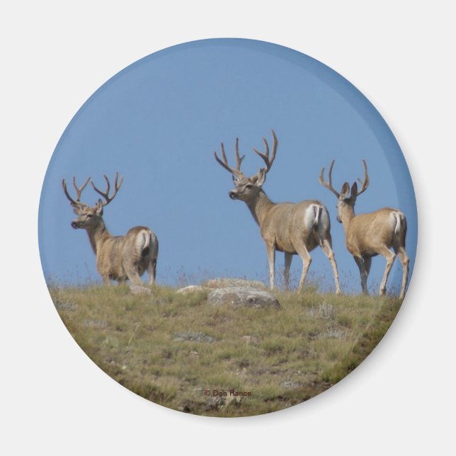 D9 Mule Deer Bucks in Velvet Magnet (Front)