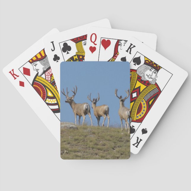 D9 Mule Deer Bucks in Velvet Sky Lined Poker Cards (Back)