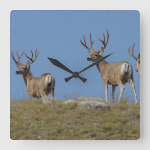 D9 Mule Deer Bucks in Velvet Sky Lined Square Wall Clock