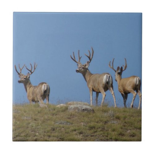 D9 Mule Deer Bucks in Velvet Tile