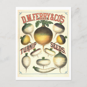 D. M. Ferry & Co. Vintage Turnip Seed Advertising Postcard