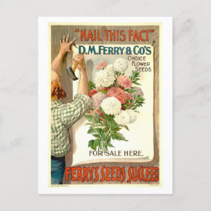 D.M. Ferry Vintage Flower Seed Advertisement Postcard